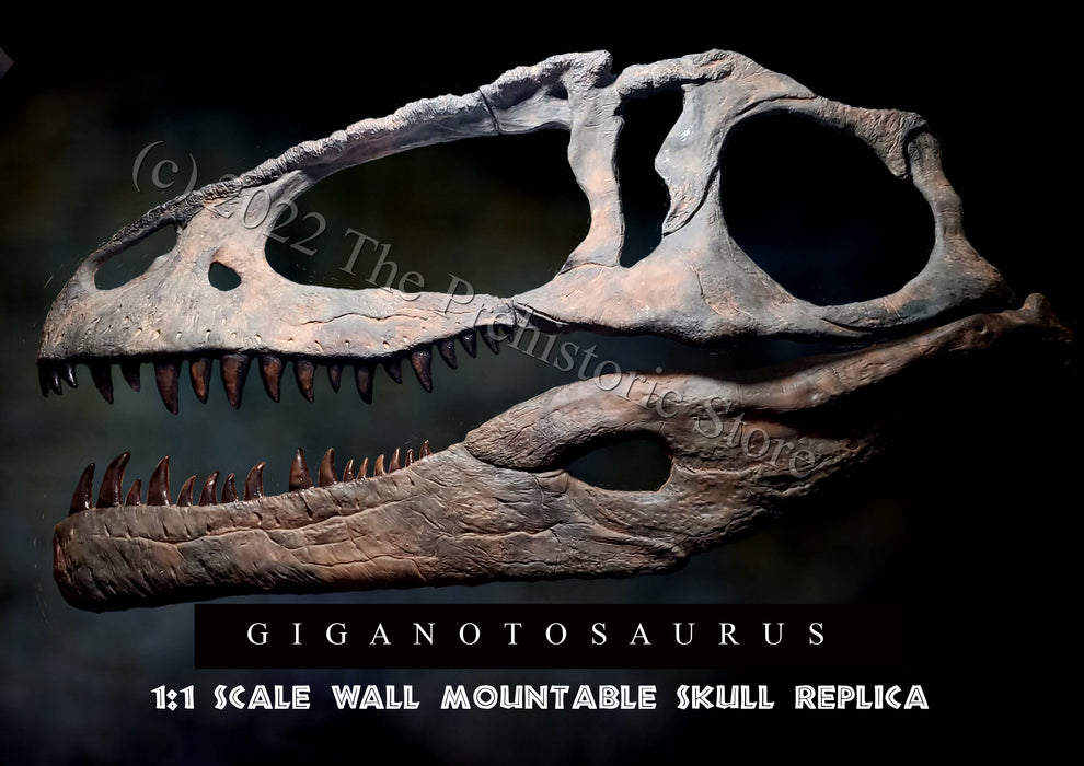 Giganotosaurus Skull Replica - Half skull wall display, 1.5m long, bigger than T rex! Available from The Prehistoric Store