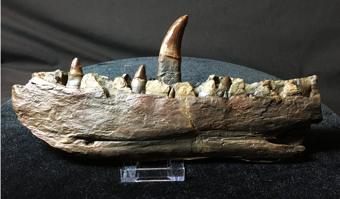 Megalosaurus Dinosaur jaw replica, original found by William Buckland