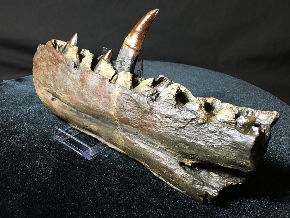 Megalosaurus Dinosaur jaw replica, original found by William Buckland