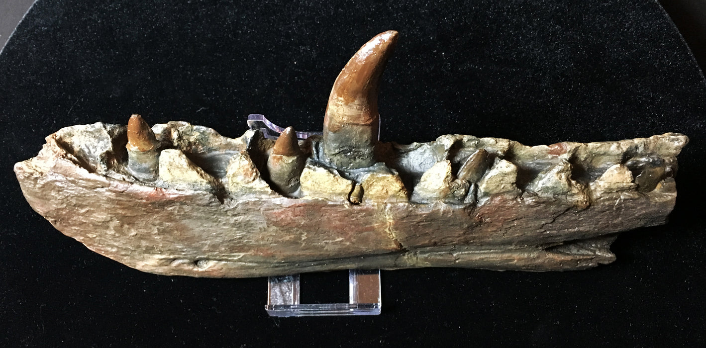 Megalosaurus Dinosaur jaw replica, original found by William Buckland