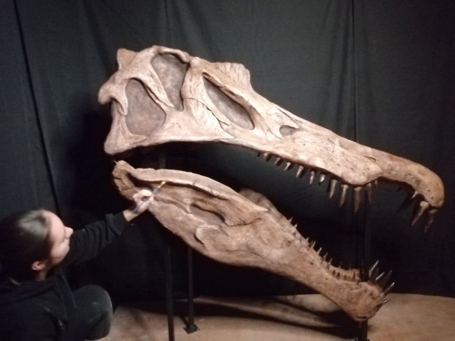 Spinosaurus aegyptiacus Life Sized Skull