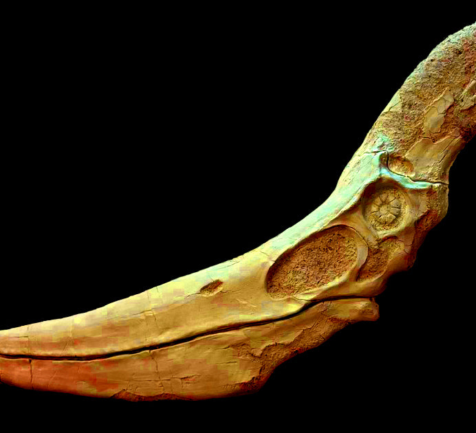 How big was Pteranodon? This skull replica is for sale from The Prehistoric Store, and is 1.6 meters long