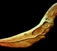 How big was Pteranodon? This skull replica is for sale from The Prehistoric Store, and is 1.6 meters long
