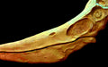 Jurassic Park Pteranodon skull - Replica skulls available from The Prehistoric Store