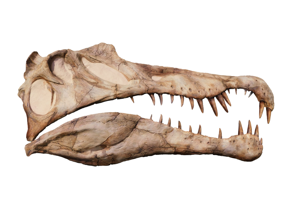 Spinosaurus aegyptiacus Life Sized Half Skull Wall Mount Replica