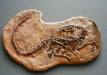 Did Velociraptor have feathers? This fossil shows fossil evidence. Replica Dinosaur skeleton from The Prehistoricstore.
