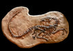 Did Velociraptor have feathers? This fossil shows fossil evidence. Replica Dinosaur skeleton from The Prehistoricstore.
