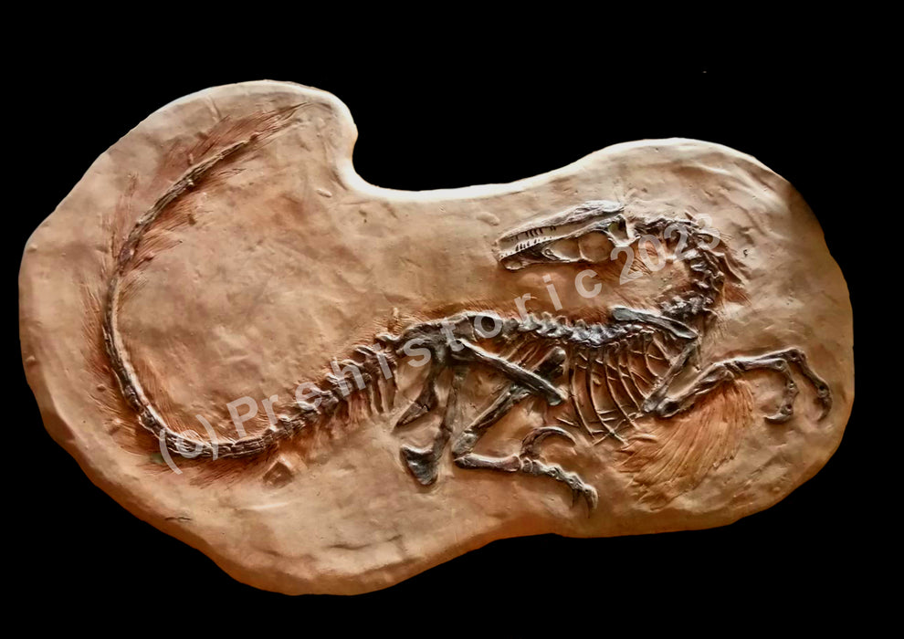 Did Velociraptor have feathers? This fossil shows fossil evidence. Replica Dinosaur skeleton from The Prehistoricstore.