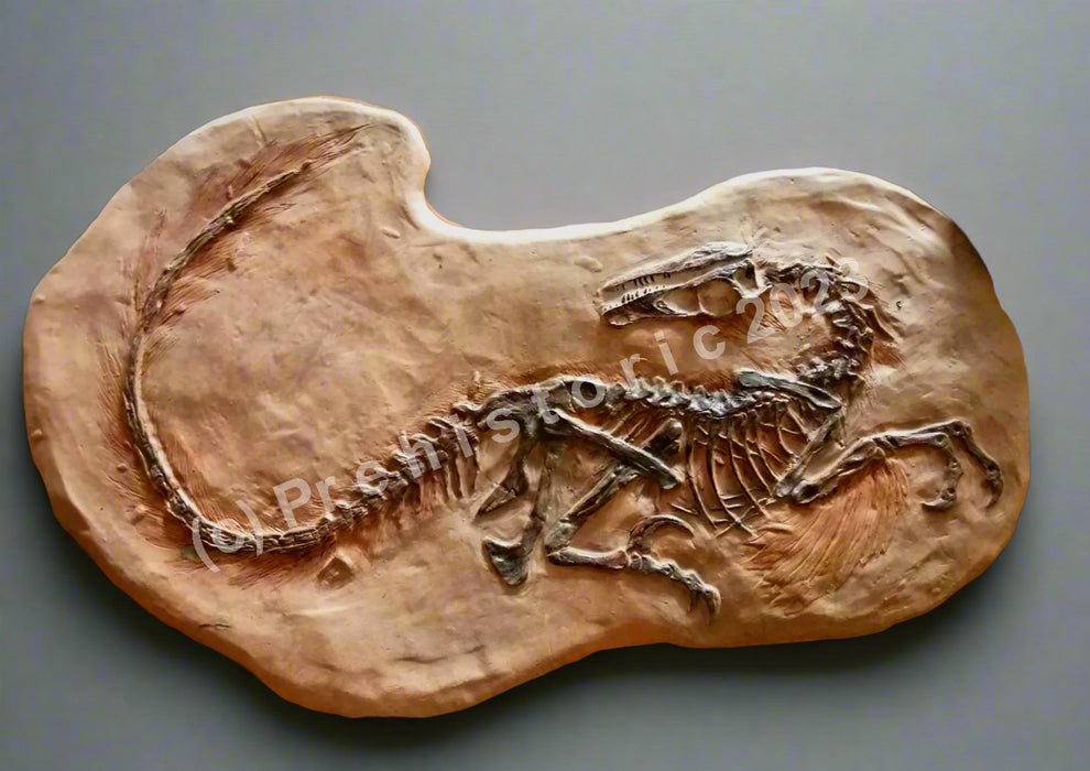 Did Velociraptor have feathers? This fossil shows fossil evidence. Replica Dinosaur skeleton from The Prehistoricstore.