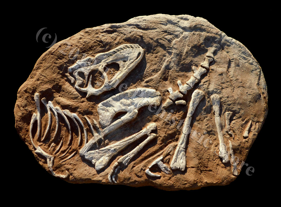 Tarbosaurus bataar juvenile skeleton replica available from The Prehistoric Store
