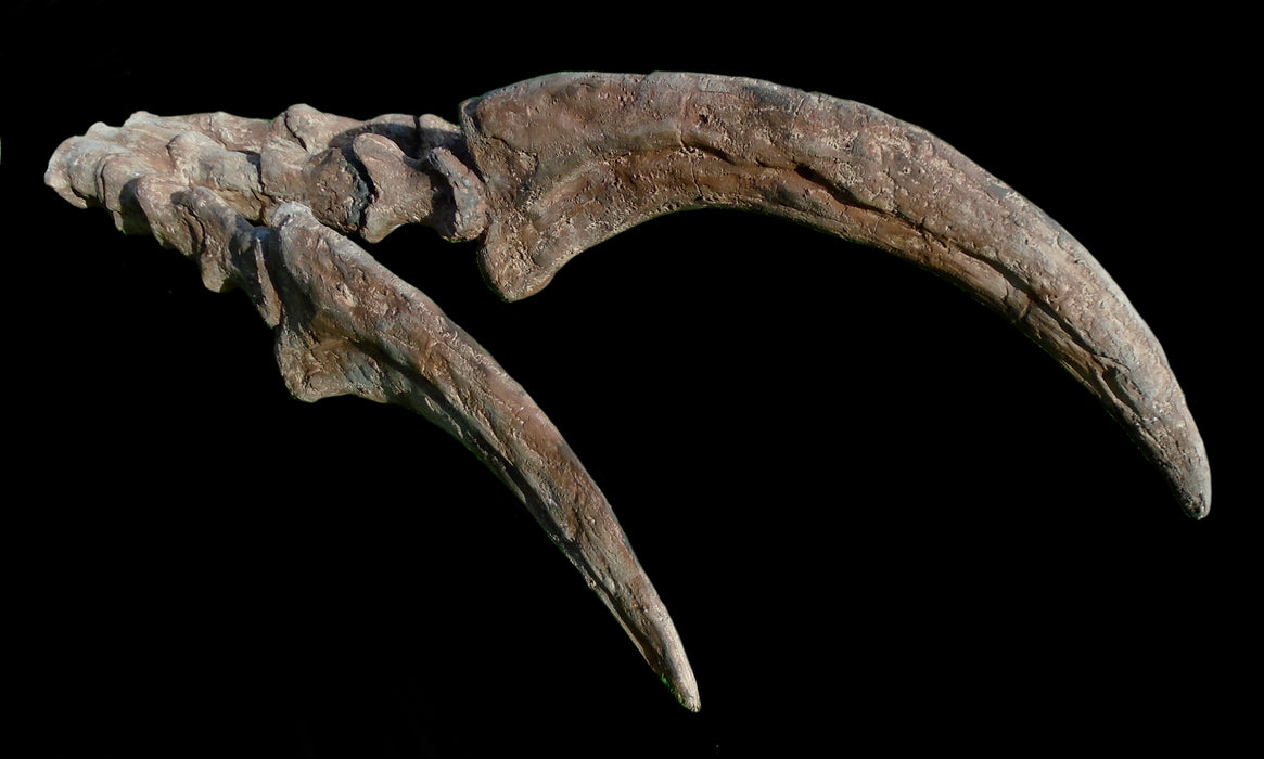 Therizinosaurus Life Sized Hand And Claws Replica From The Prehistoric Store