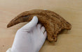 Utahraptor Claw From The Prehistoric Store