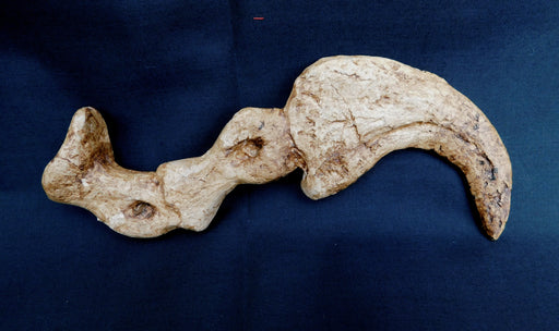 Utahraptor Hyper-extendable Claw From The Prehistoric Store