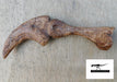 Utahraptor Thumb claw and Digit - available from The Prehistoric Store