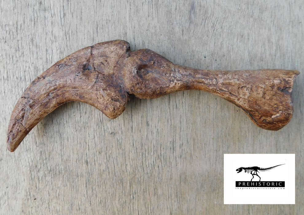 Utahraptor Thumb claw and Digit - available from The Prehistoric Store