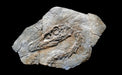 Velociraptor skull in matrix, available from The Prehistoric Store