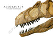 Allosaurus skull replica from The Prehistoric Store