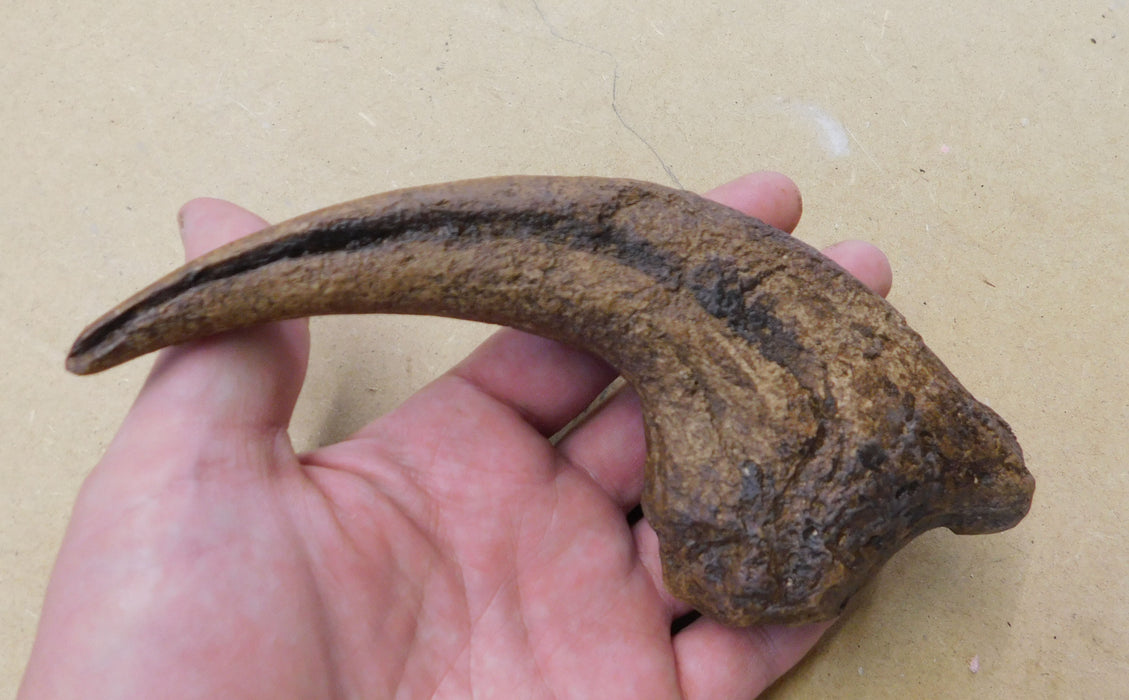 Allosaurus 'Thumb' Claw