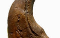 Baronyx claw for sale - The Prehistoric Store