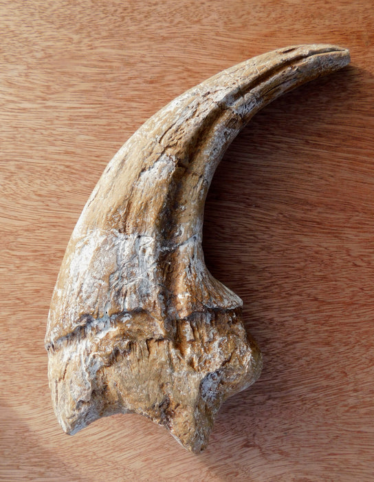 Carcharodontosaurus Claw Replica