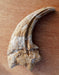 Carcharodontosaurus Claw Replica
