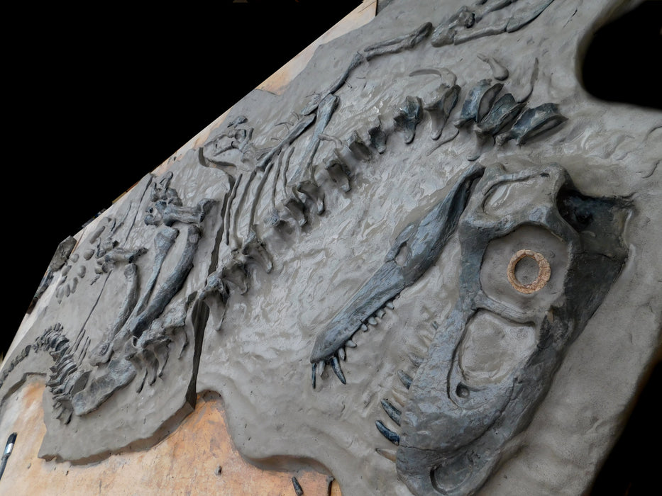 Utahraptor full Wall mountable Skeleton/Dig panel with cluster of eggs