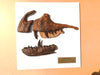 Megalosaurus fossil replica available from The Prehistoric Store. What was the first dinosaur ever found?