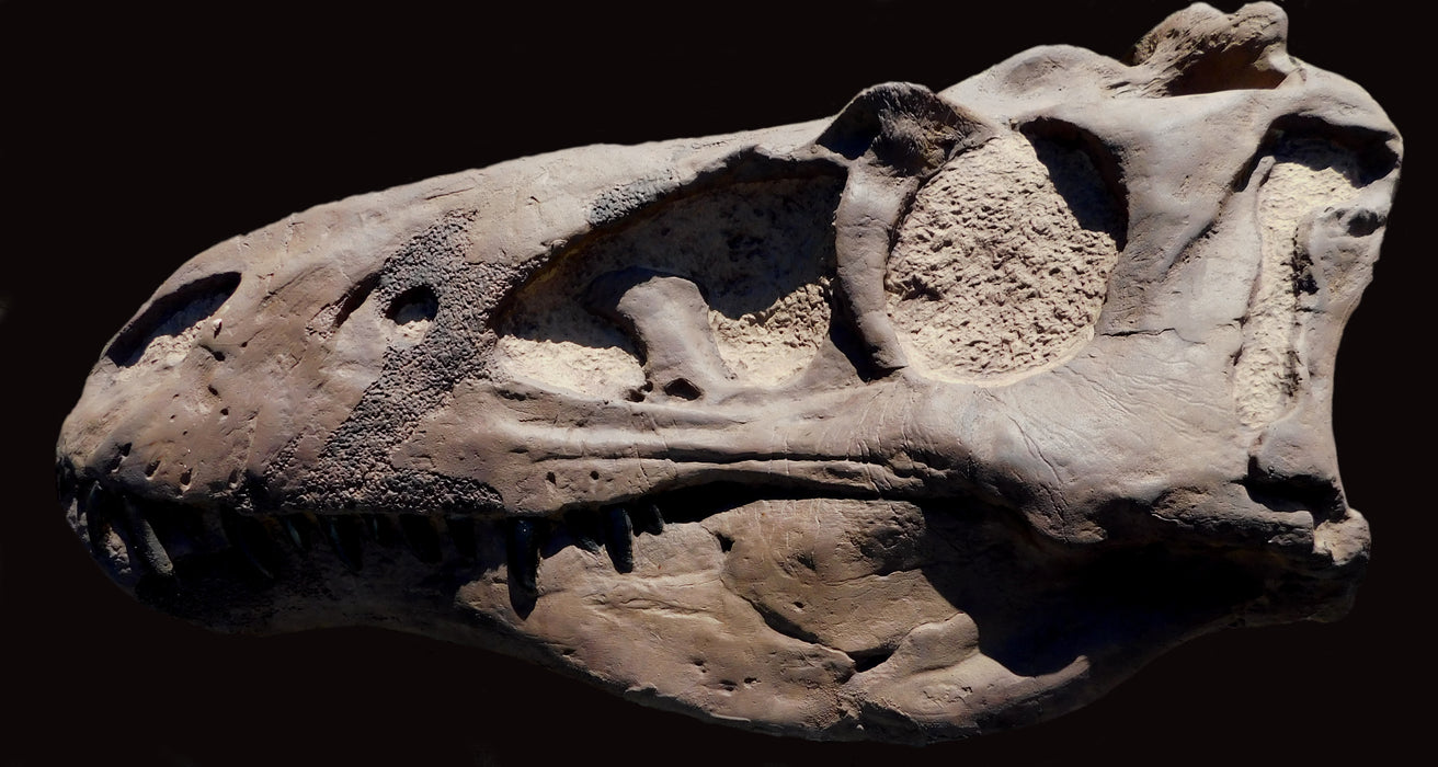 Juvenile T rex Skull Replica From The Prehistoric Store