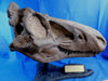 Baby T rex? Nanotyrannus Skull replica from the Prehistoric Store