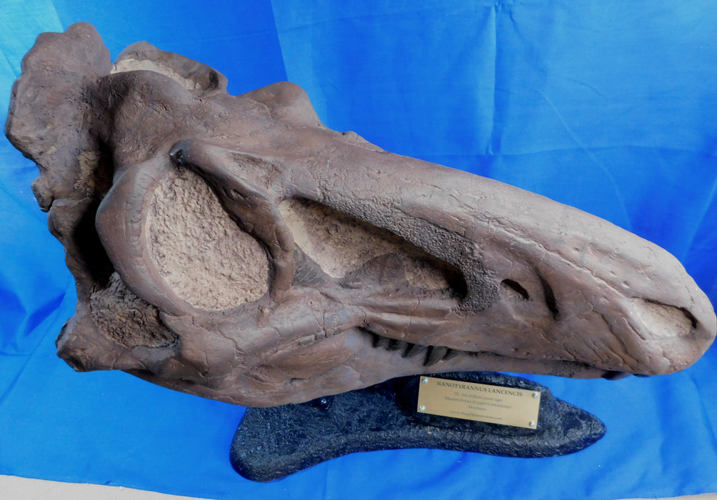 NANOTYRANNUS LANCENCIS LIFE SIZED SKULL INC FREE SHIPPING WORLDWIDE
