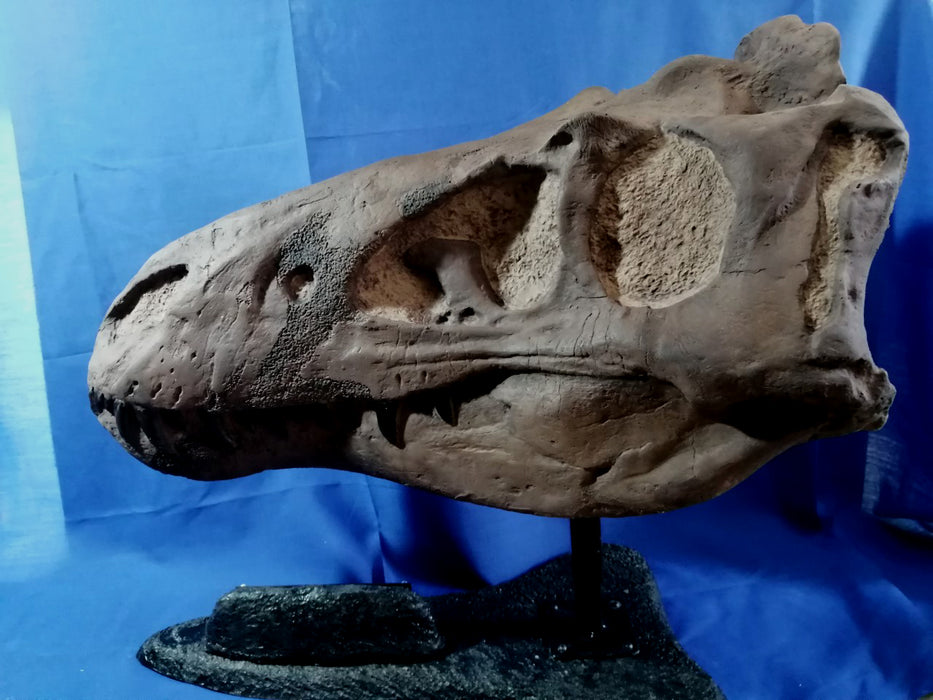 NANOTYRANNUS LANCENCIS LIFE SIZED SKULL INC FREE SHIPPING WORLDWIDE