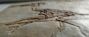 Pterodactyl  - Available from The Prehistoric Store.com