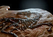 Velociraptor skeleton for sale The Prehistoric Store
