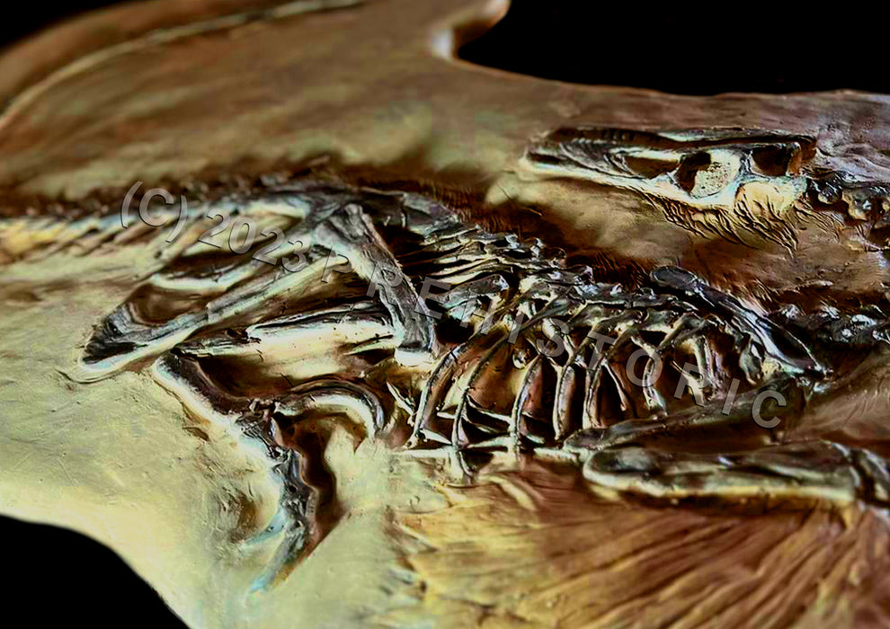 Velociraptor mongoliensis Life Size 'Death Pose' Skeleton Wall Display