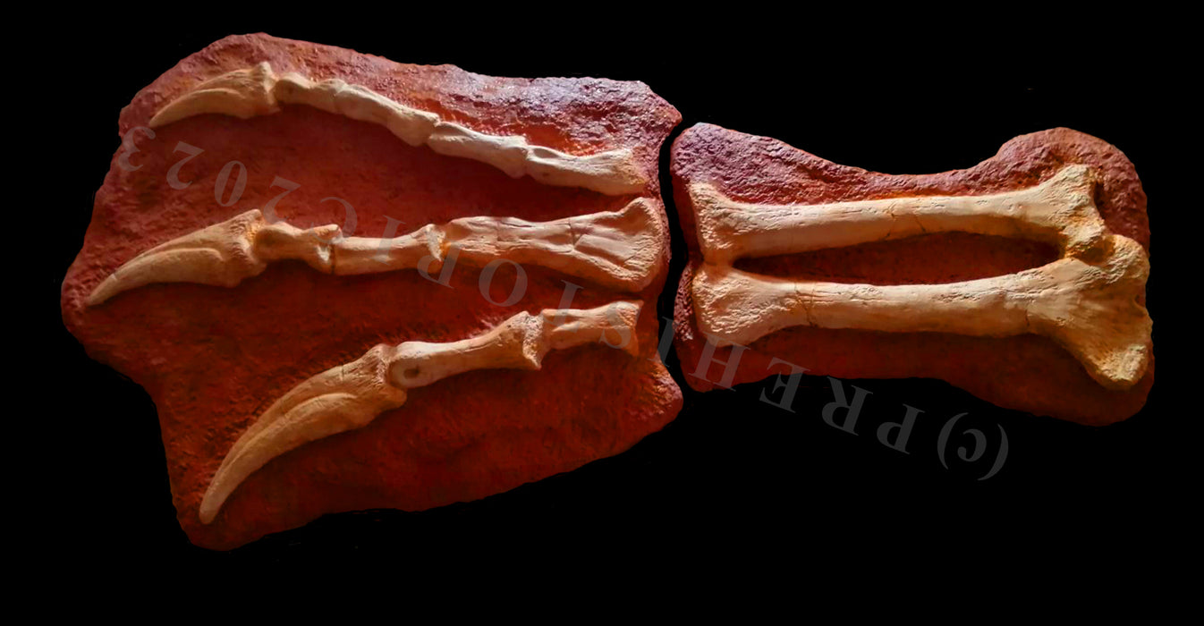 Spinosaurus aegyptiacus Life Sized Hand In Matrix Reconstruction