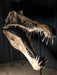 Spinosaurus tail - The New Spinosaurus Skull Replica For Sale