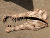 Spinosaurus wall mountable life sized skull from The Prehistoric Store
