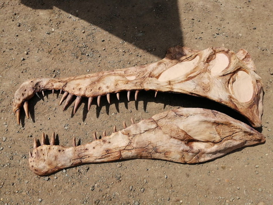 Spinosaurus wall mountable life sized skull from The Prehistoric Store