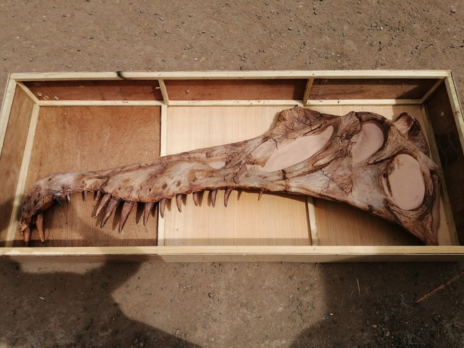 Spinosaurus aegyptiacus Life Sized Half Skull Wall Mount Replica