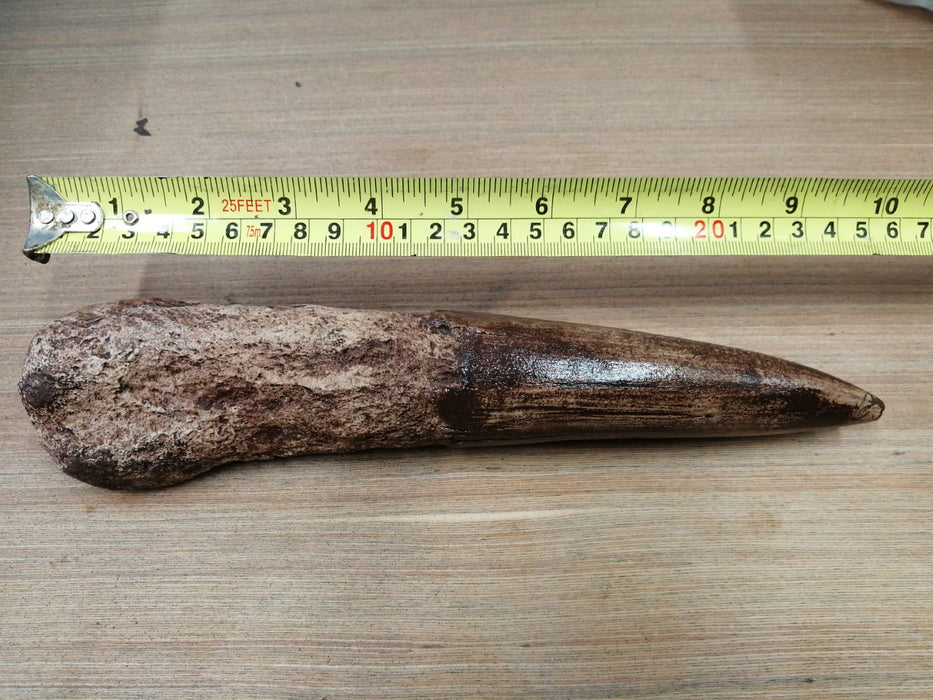 Spinosaurus Life Size 25cm tooth