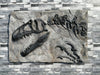 Allosaurus Wall Mountable Skull Replica From The Prehistoric Store
