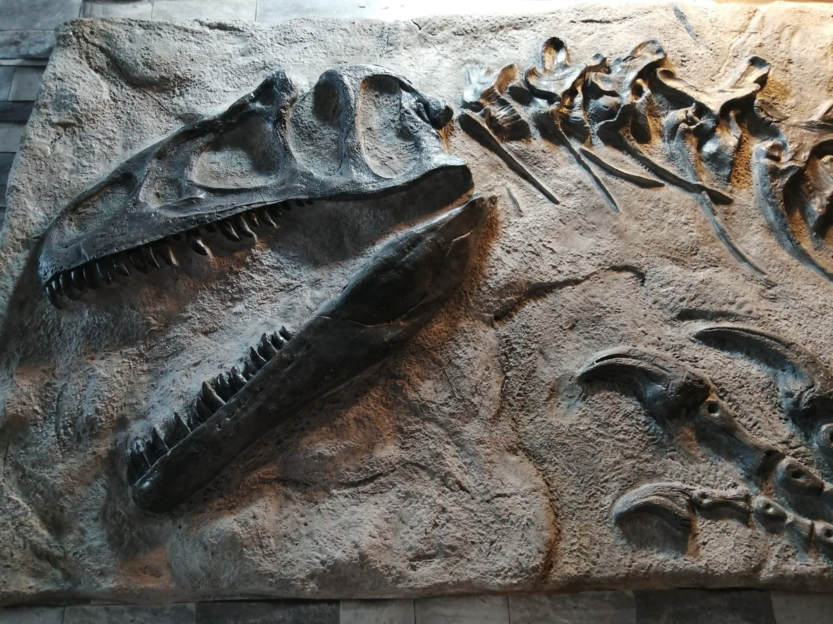 Allosaurus Life Sized Wall Mountable Skull Replica 110cm X 70cm