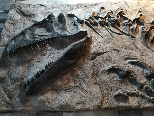 Allosaurus fragilis Skull Replica in Matrix From The Prehistoric Store
