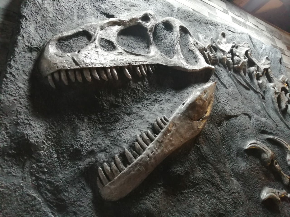 Allosaurus Skull Replica for sale fromThe Prehistoric Store in Fossil Black