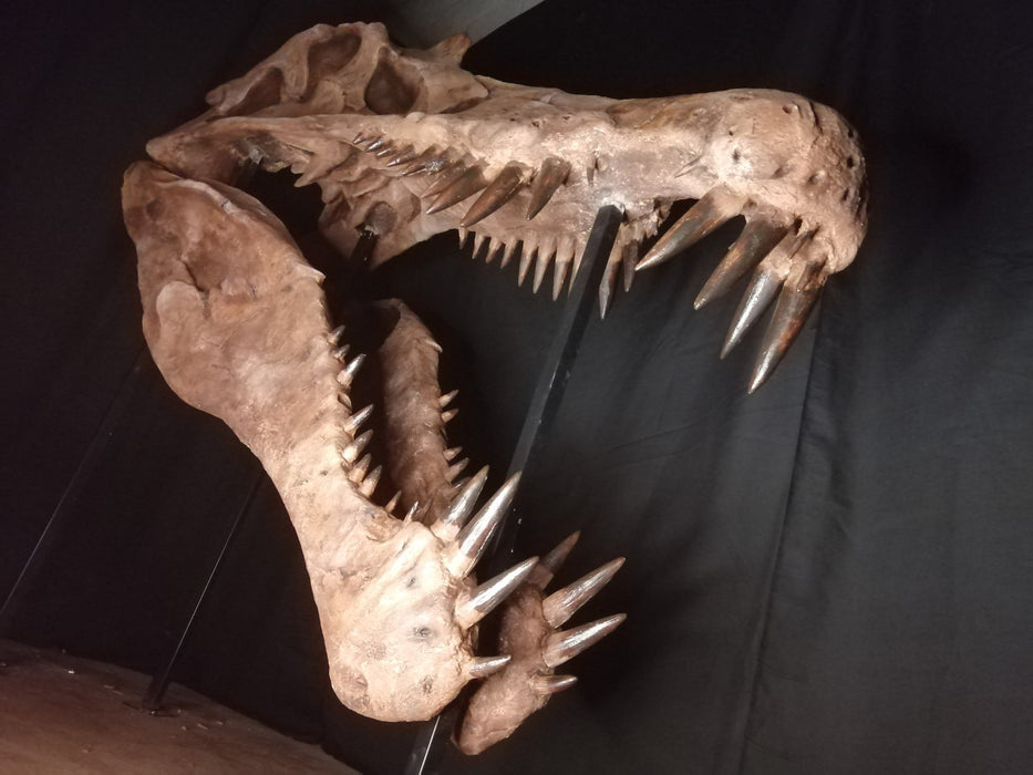 Spinosaurus aegyptiacus Life Sized Skull
