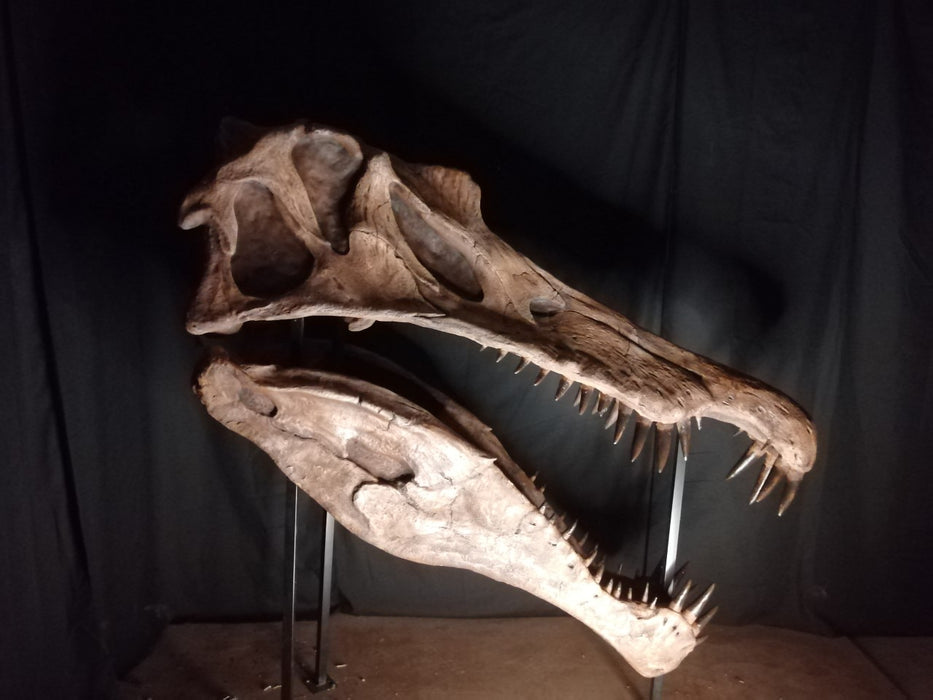 Spinosaurus Skull Replica For Sale