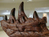 T rex Teeth Replica And Jawbone Dentary Bone, The Prehistoric Store