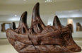 T rex Teeth Replica And Jawbone Dentary Bone, The Prehistoric Store