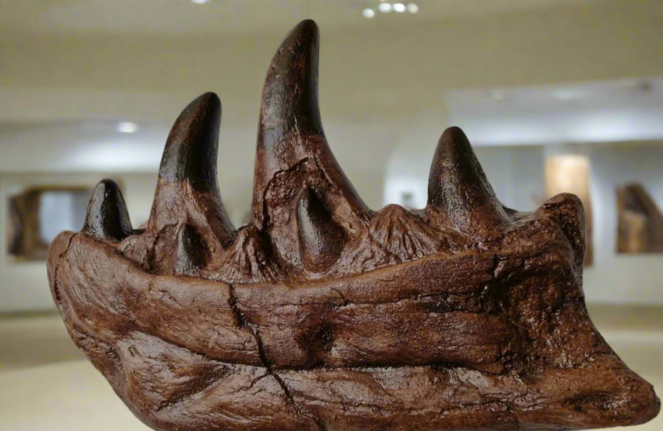 T rex Teeth Replica And Jawbone Dentary Bone, The Prehistoric Store