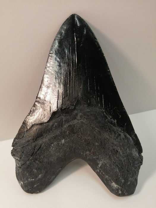 Massive 7" Megalodon Tooth Replica Includes Free Removeable Display Base